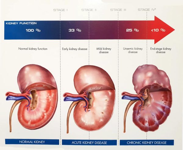Chronic Kidney Disease in Pets - Teva Veterinary Clinic
